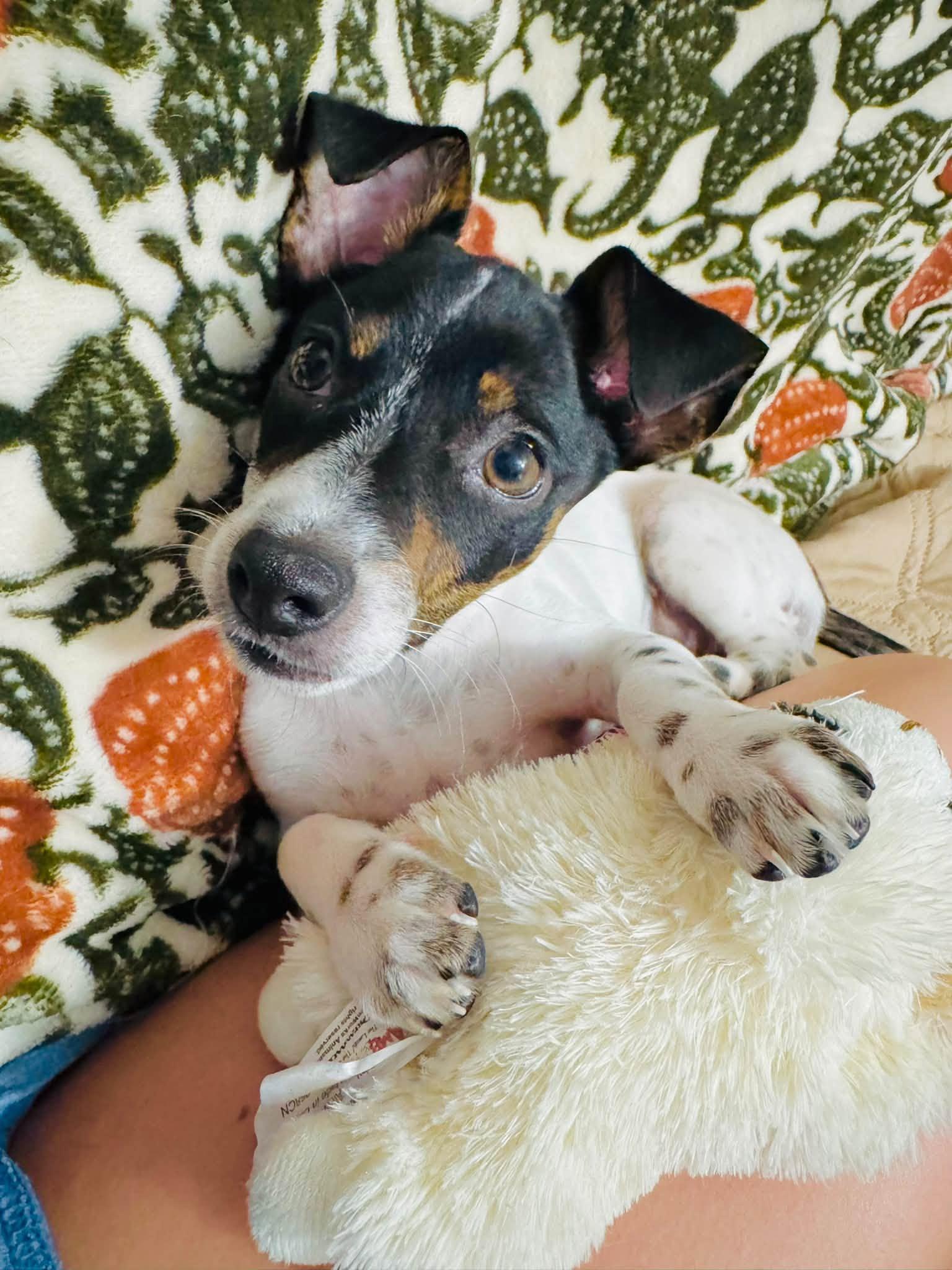 Henley Lee, Adopted, Young Male Chihuahua & Jack Russell Terrier.