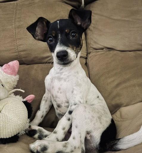 Enlarge Henley Lee, a Adopted mixed breed in Alpharetta, GA image 2/3
