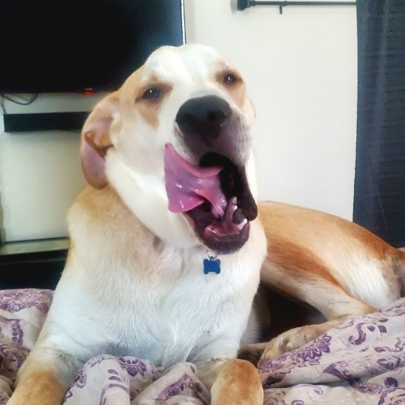 Mac, Adoptable, Young Male Labrador Retriever.