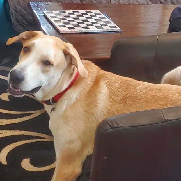 Mac, a Adoptable Labrador Retriever in Garland, TX image 2/6