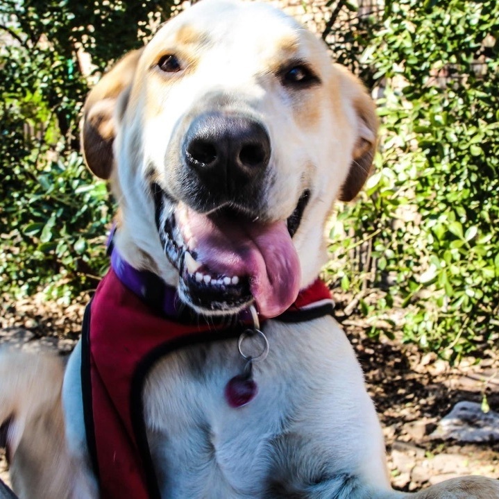 Mac, a Adoptable Labrador Retriever in Garland, TX image 3/6