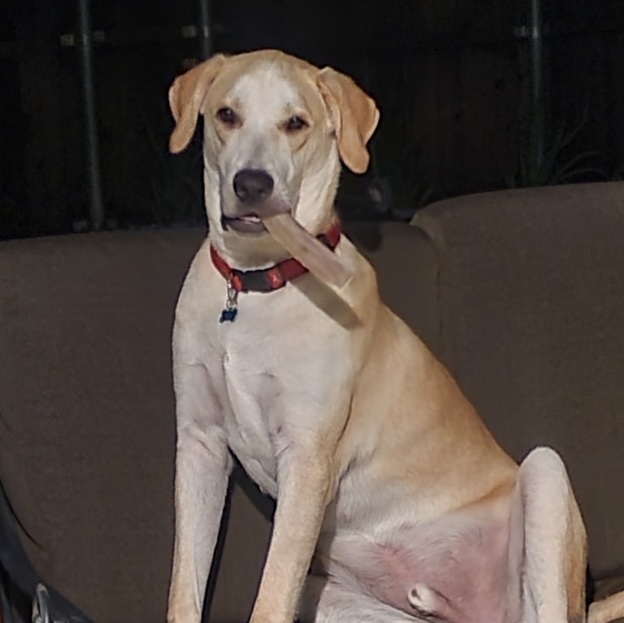 Mac, a Adoptable Labrador Retriever in Garland, TX image 4/6