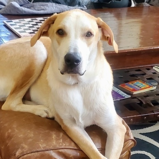 Mac, a Adoptable Labrador Retriever in Garland, TX image 5/6