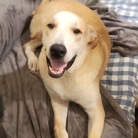 Mac, Adoptable, Young Male Labrador Retriever.