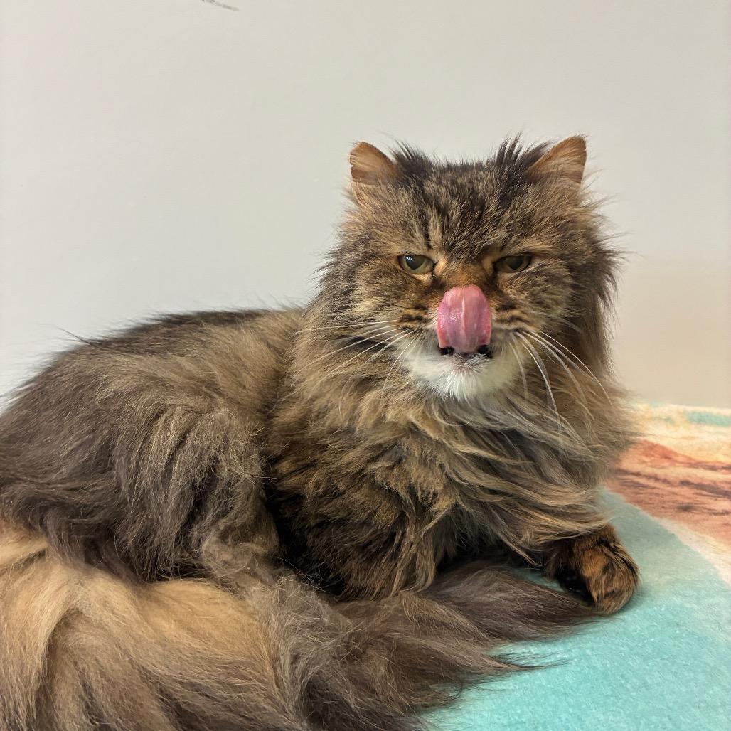 Enlarge McFluffy, a Adoptable Domestic Long Hair in East Hampton, NY image 1/6