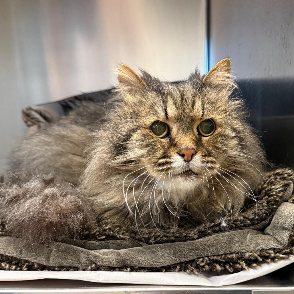 McFluffy, a Adoptable Domestic Long Hair image 2/6