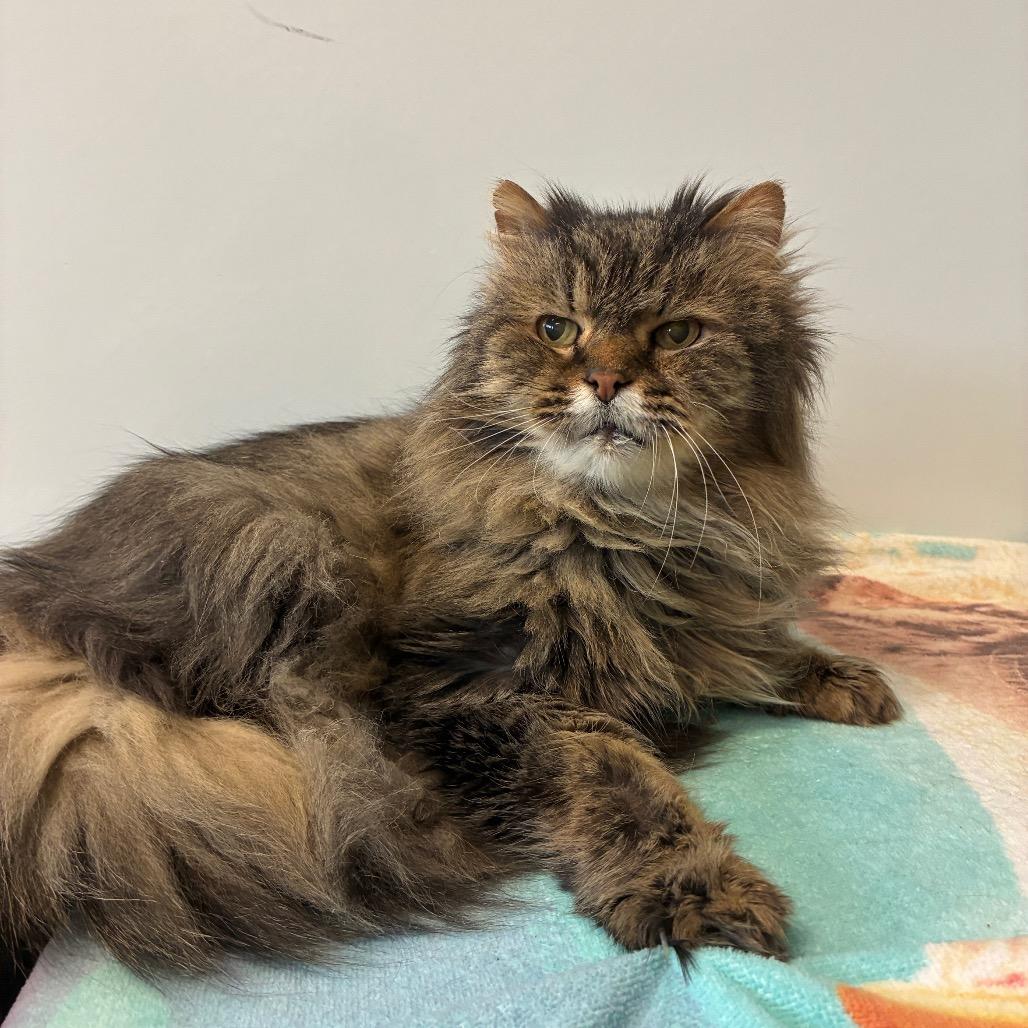 Enlarge McFluffy, a Adoptable Domestic Long Hair in East Hampton, NY image 3/6