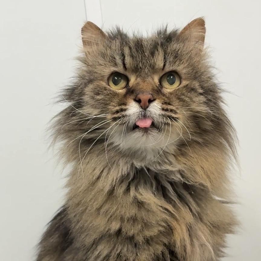 Enlarge McFluffy, a Adoptable Domestic Long Hair in East Hampton, NY image 4/6