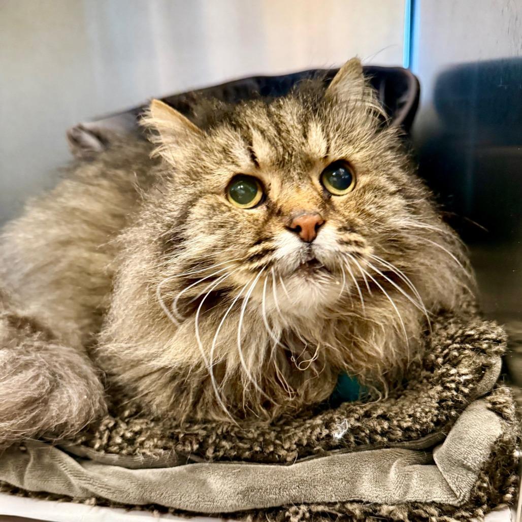 McFluffy, a Adoptable Domestic Long Hair image 3/6