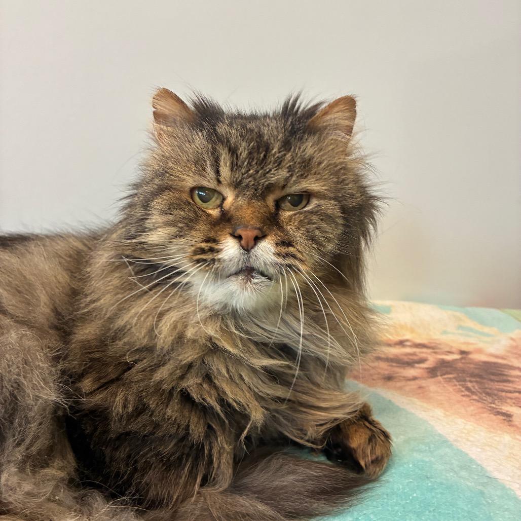 Enlarge McFluffy, a Adoptable Domestic Long Hair in East Hampton, NY image 5/6