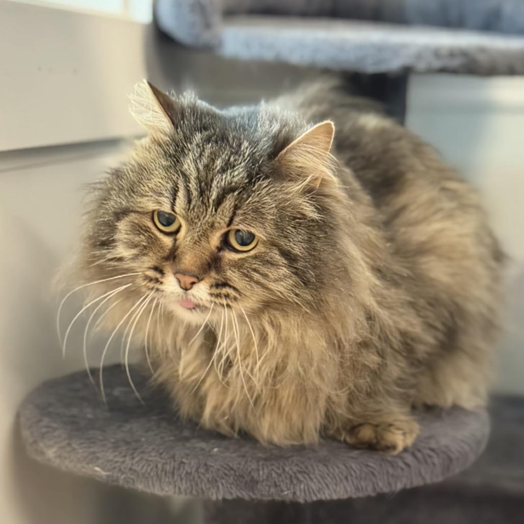 McFluffy, a Adoptable Domestic Long Hair image 4/6