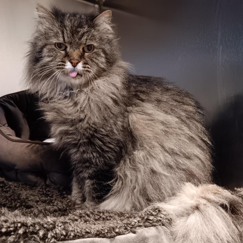 McFluffy, a Adoptable Domestic Long Hair image 5/6