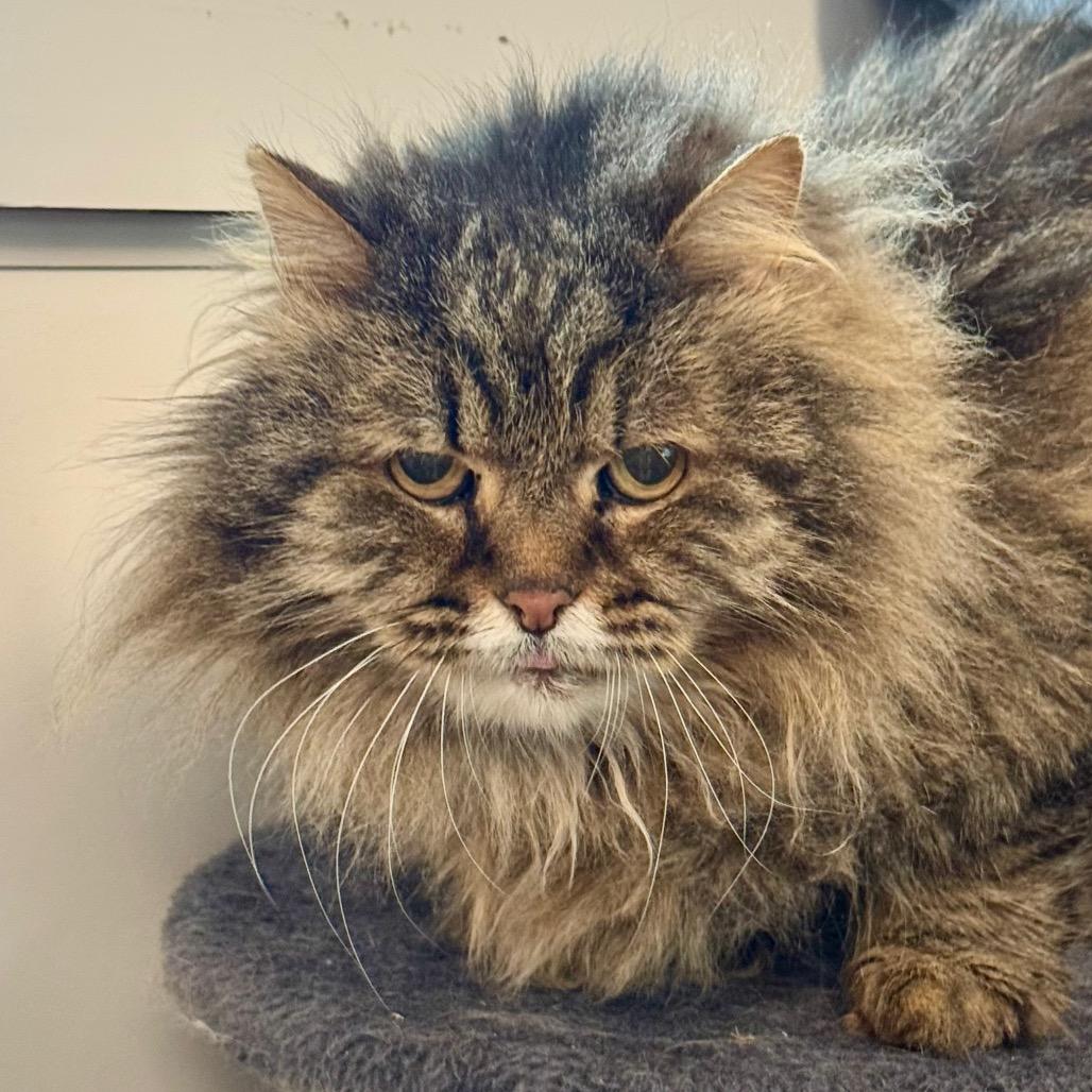 McFluffy, a Adoptable Domestic Long Hair image 6/6