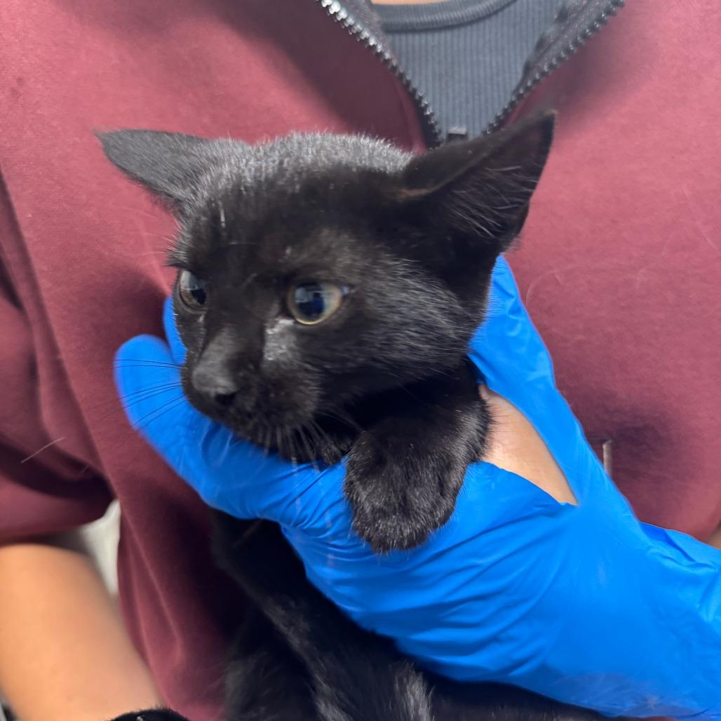 Enlarge Ivy ARC2025-317, a Adoptable Domestic Short Hair in Akron, NY image 4/4