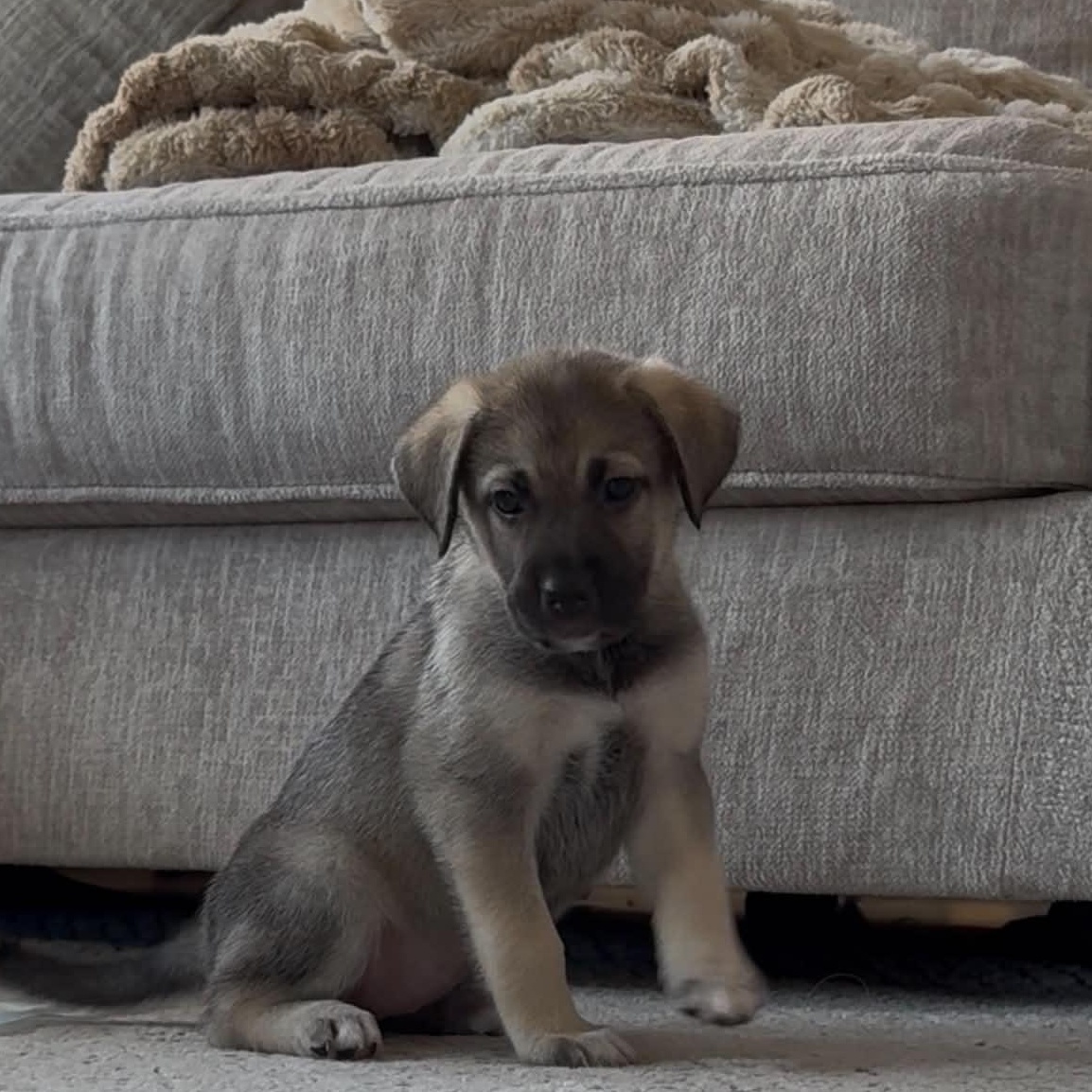 Enlarge Truffle, an adopted mixed breed in Rockford, IL image 4/6