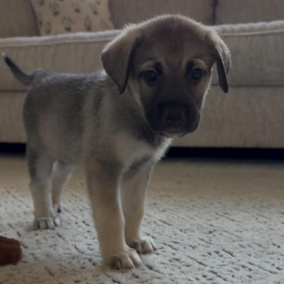 Enlarge Truffle, an adopted mixed breed in Rockford, IL image 3/6