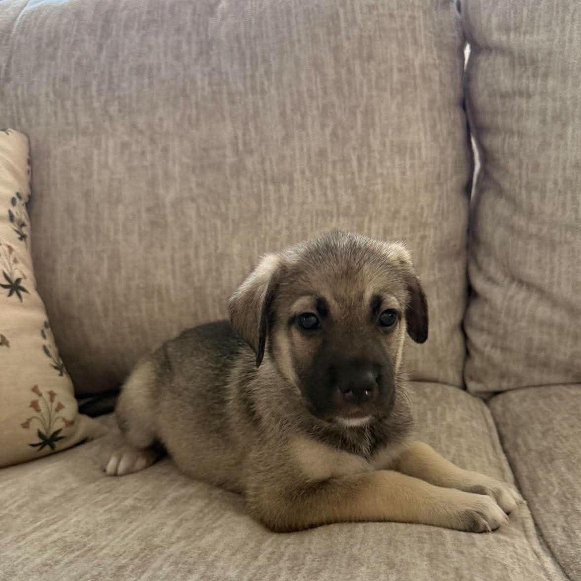 Truffle, adopted, Puppy Female Shepherd & Labrador Retriever.