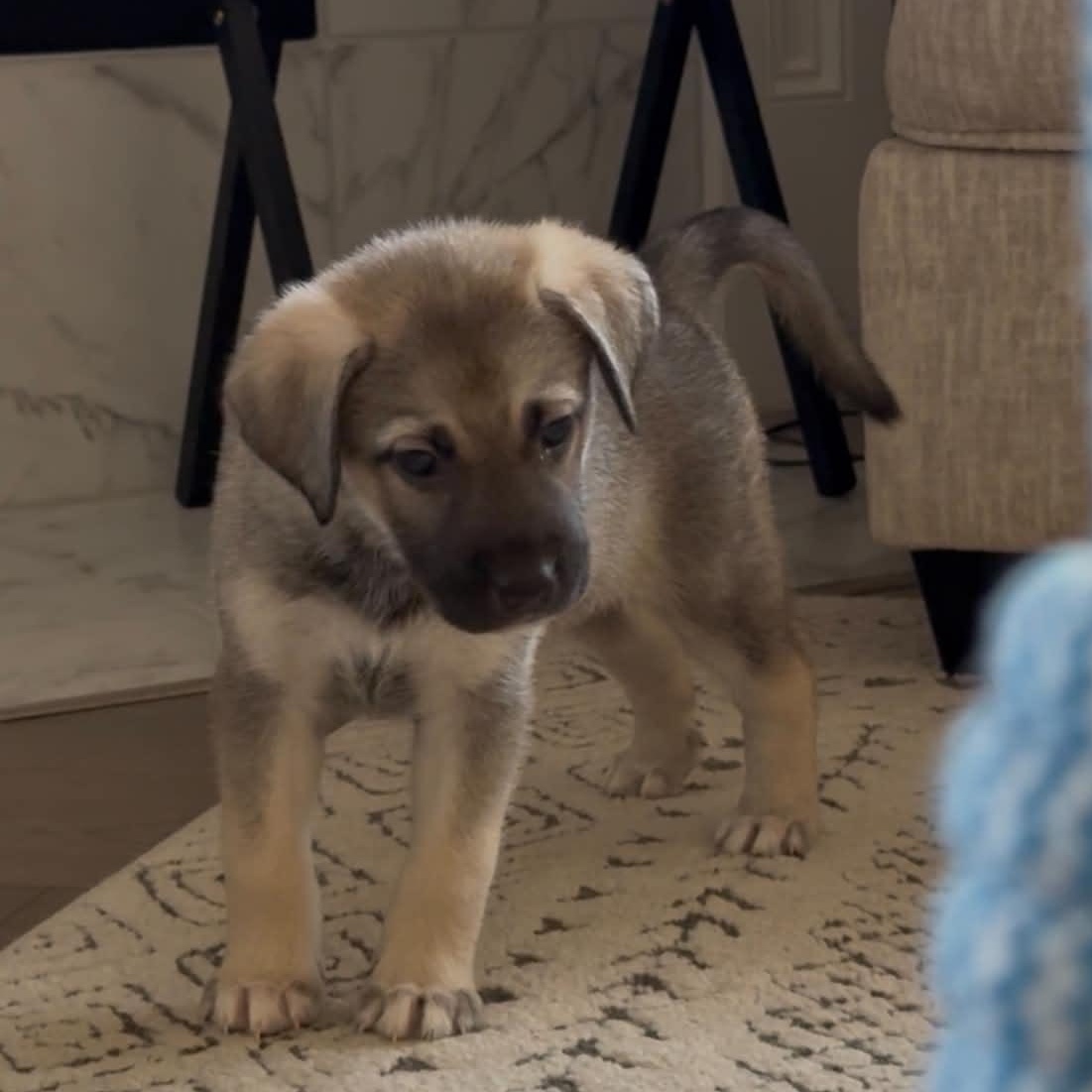 Enlarge Truffle, an adopted mixed breed in Rockford, IL image 5/6