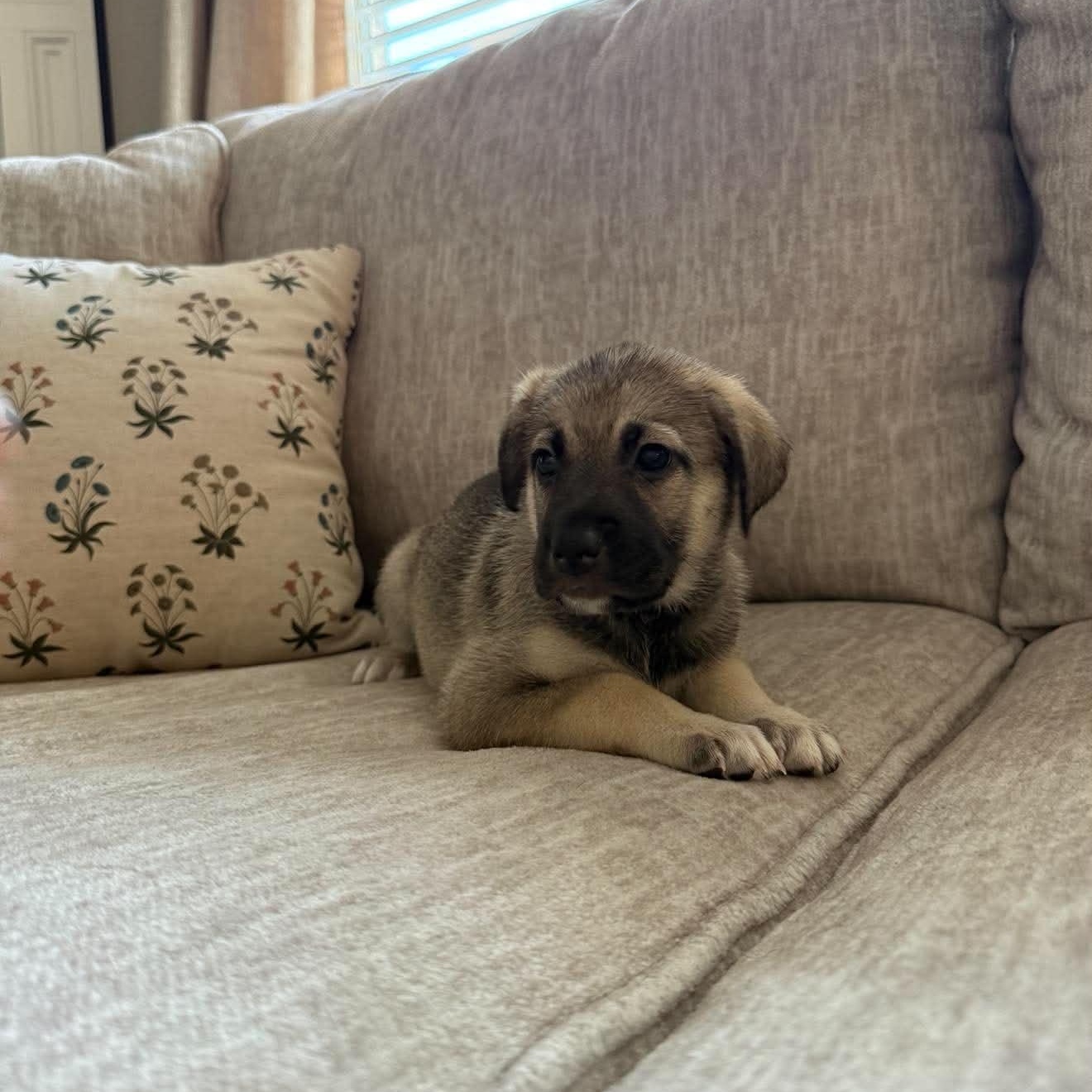 Enlarge Truffle, an adopted mixed breed in Rockford, IL image 2/6