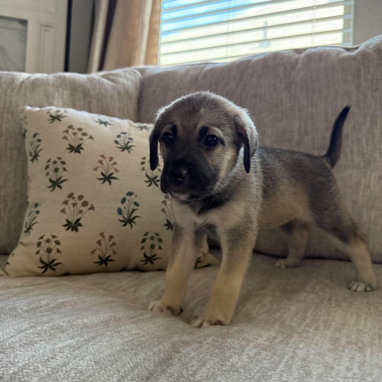 Enlarge Truffle, an adopted mixed breed in Rockford, IL image 6/6