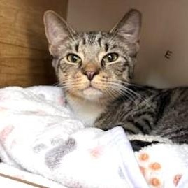 Enlarge Tichenor, a Adoptable Domestic Short Hair in West Orange, NJ image 1/5