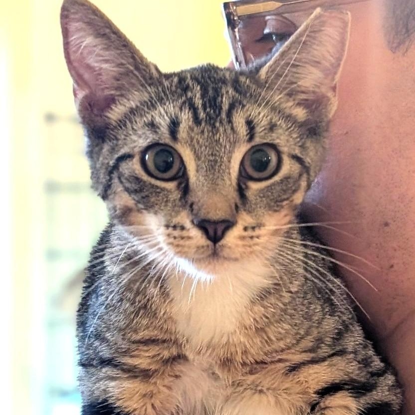 Enlarge Tichenor, a Adoptable Domestic Short Hair in West Orange, NJ image 2/5