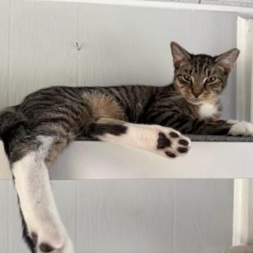 Enlarge Tichenor, a Adoptable Domestic Short Hair in West Orange, NJ image 3/5