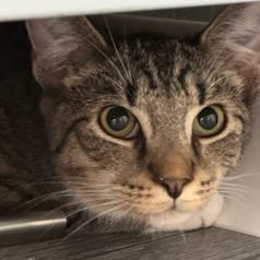 Enlarge Tichenor, a Adoptable Domestic Short Hair in West Orange, NJ image 5/5