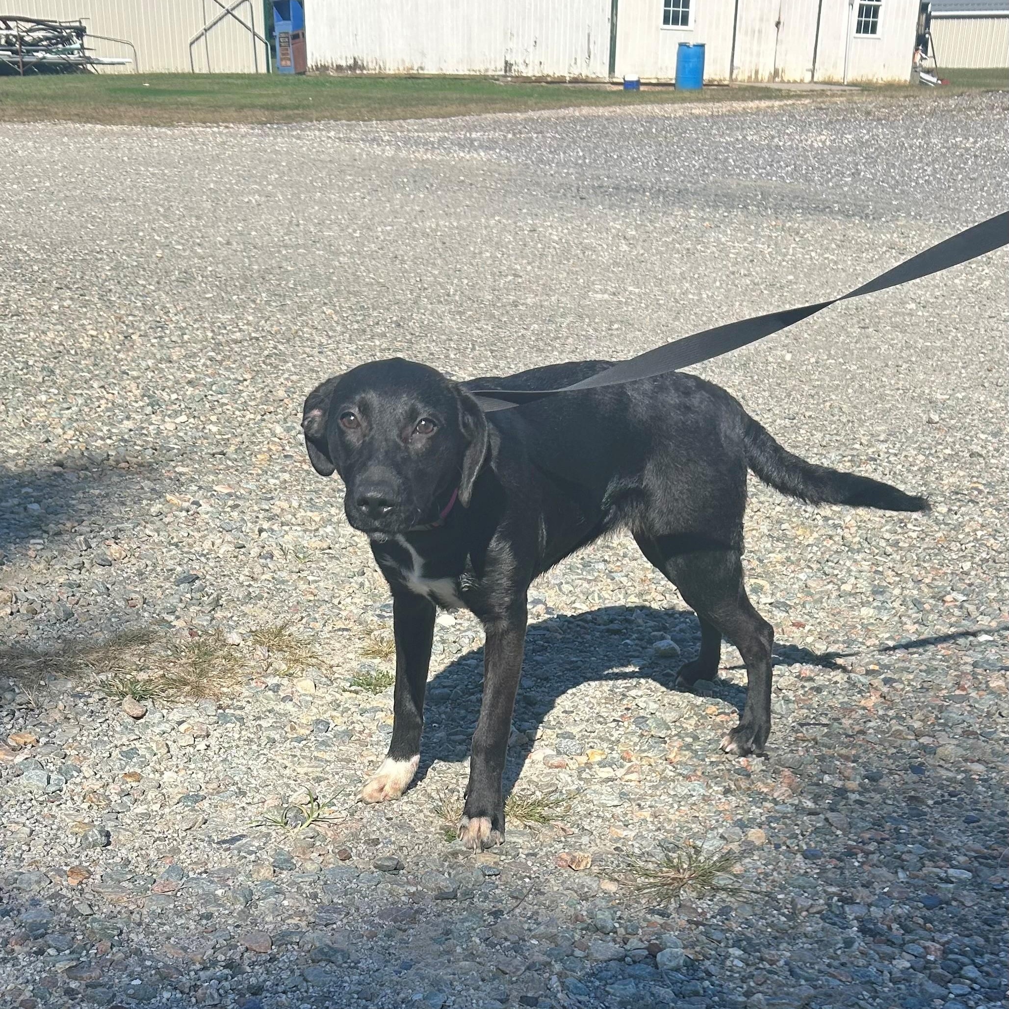 Applejack, Adoptable, Puppy Female Black Labrador Retriever & Foxhound.