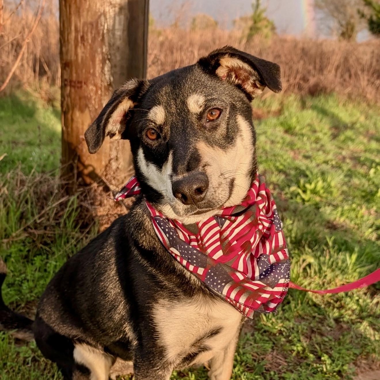 Wallie, an adopted mixed breed in Madison, WI image 1/5