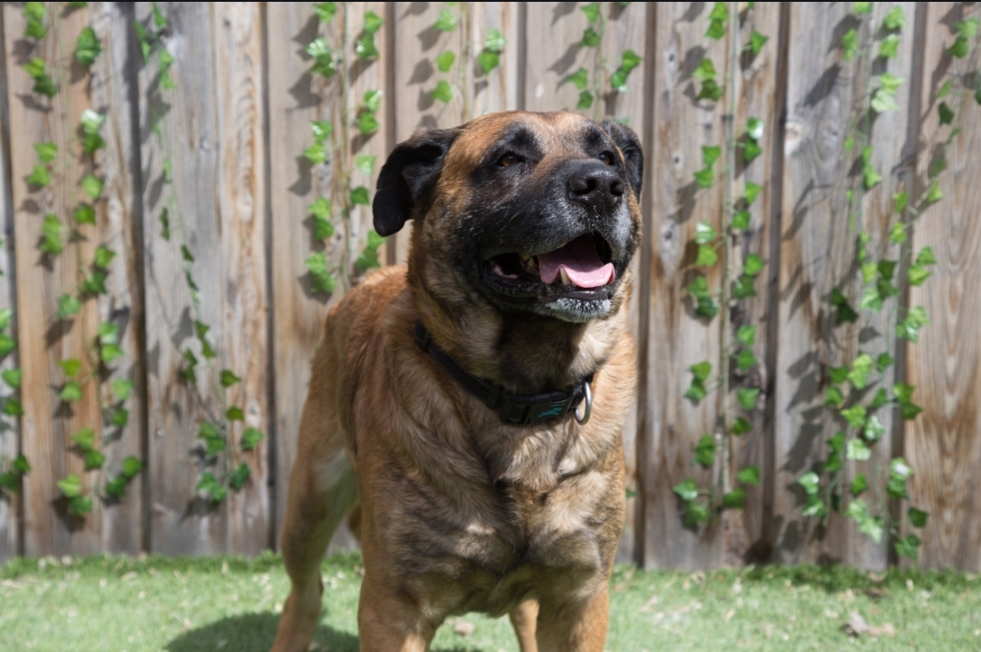 Maxim, Adult Male Mixed Breed