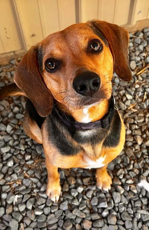 Enlarge Linus, a Adopted Beagle in Zebulon, GA image 1/2