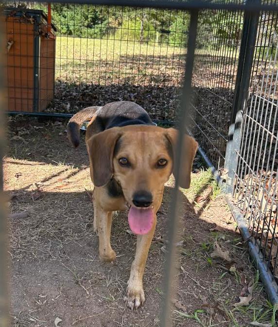 Enlarge Linus, a Adopted Beagle in Zebulon, GA image 2/2