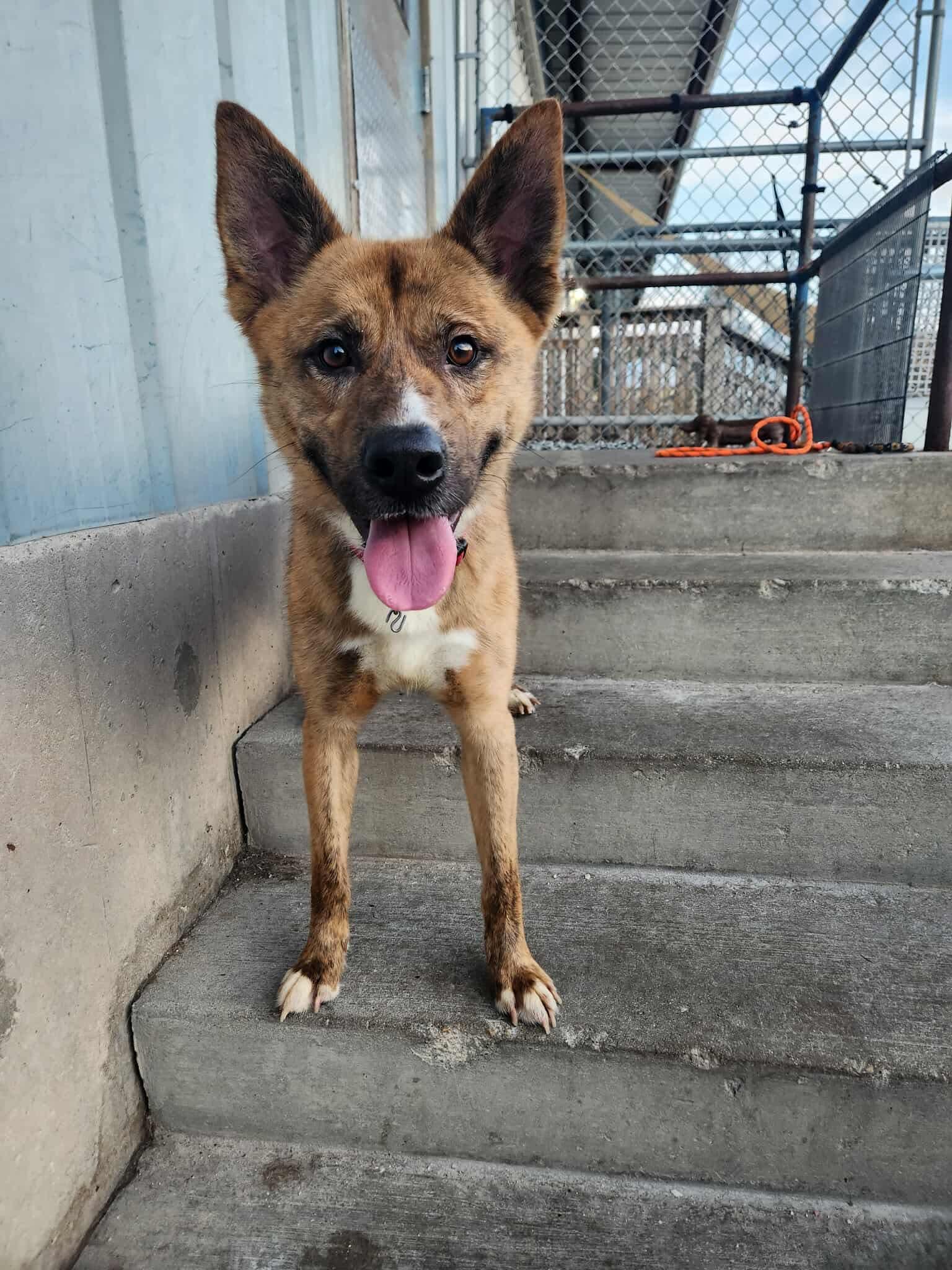 Enlarge Lobo, an adoption pending mixed breed in La Salle, IL image 1/1