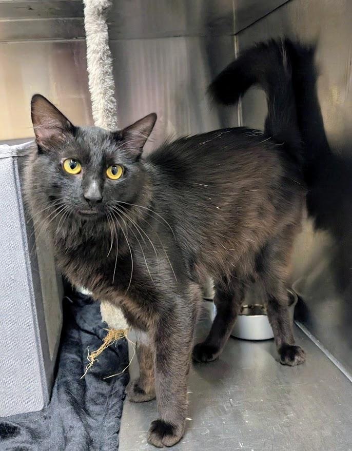 Enlarge Fjord, an adopted Domestic Medium Hair in Coquitlam, BC image 2/2