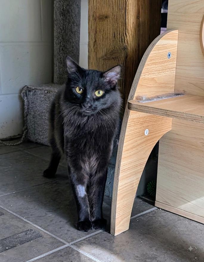Enlarge Fjord, an adopted Domestic Medium Hair in Coquitlam, BC image 1/2