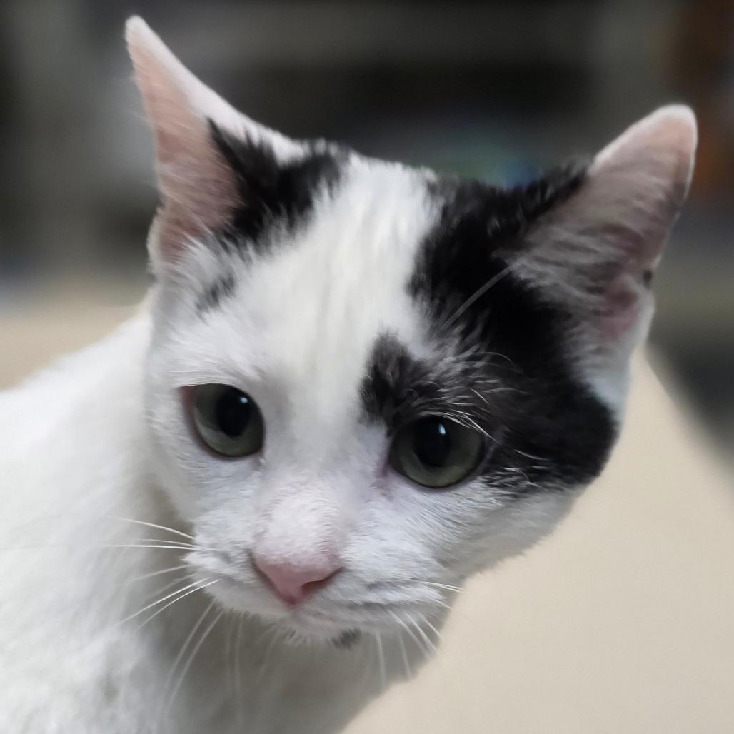 Ashley, Adoptable, Kitten Female Domestic Short Hair.