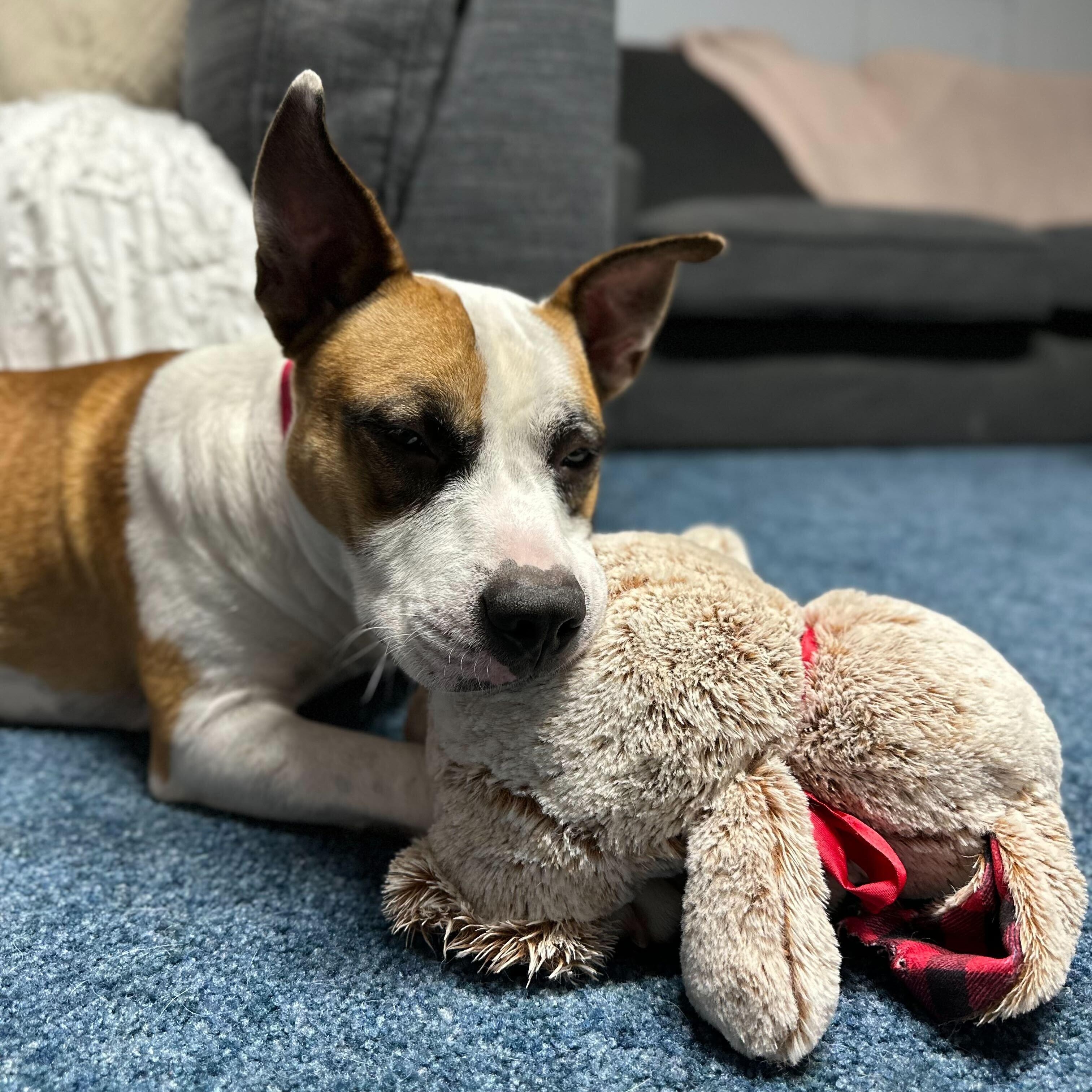 Enlarge Angus, a ADOPTABLE mixed breed in New Bedford, MA image 1/4