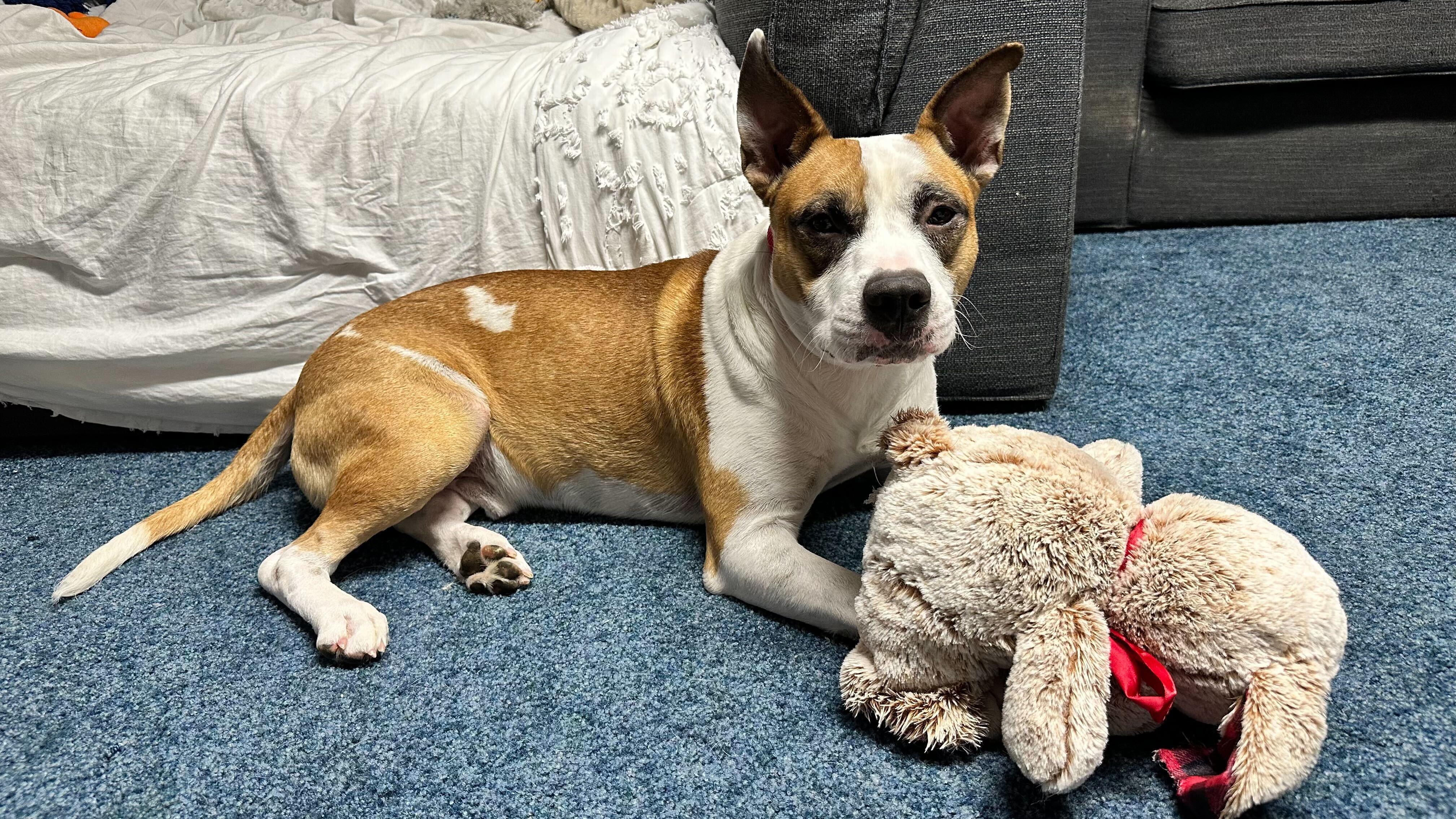 Enlarge Angus, a ADOPTABLE mixed breed in New Bedford, MA image 3/4