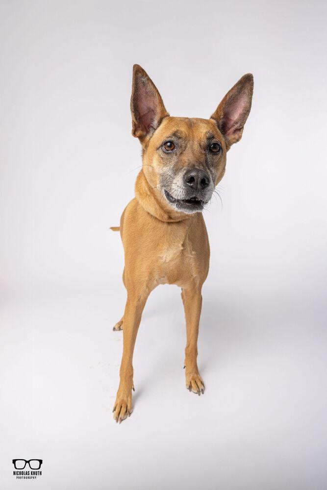 Enlarge Sersi, a Adoptable mixed breed in Palatine, IL image 1/6
