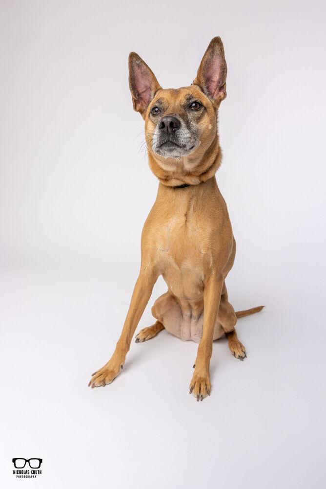 Enlarge Sersi, a Adoptable mixed breed in Palatine, IL image 2/6