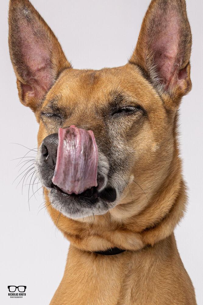 Enlarge Sersi, a Adoptable mixed breed in Palatine, IL image 3/6