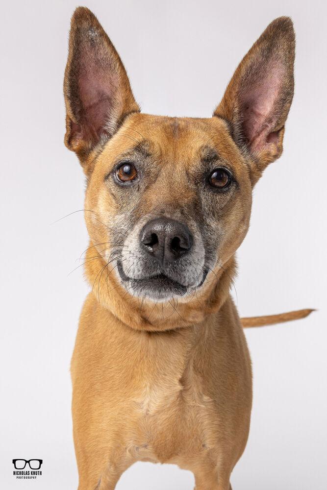 Enlarge Sersi, a Adoptable mixed breed in Palatine, IL image 4/6