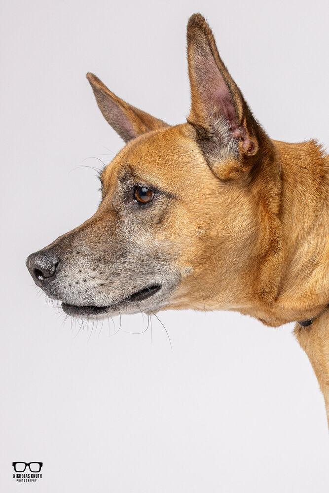 Enlarge Sersi, a Adoptable mixed breed in Palatine, IL image 5/6