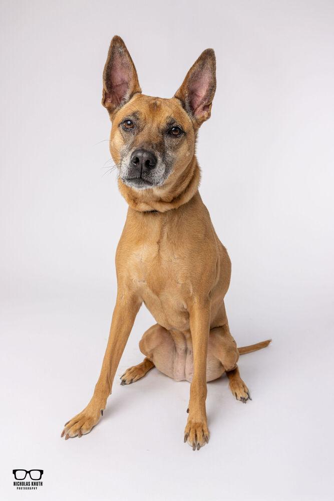 Enlarge Sersi, a Adoptable mixed breed in Palatine, IL image 6/6