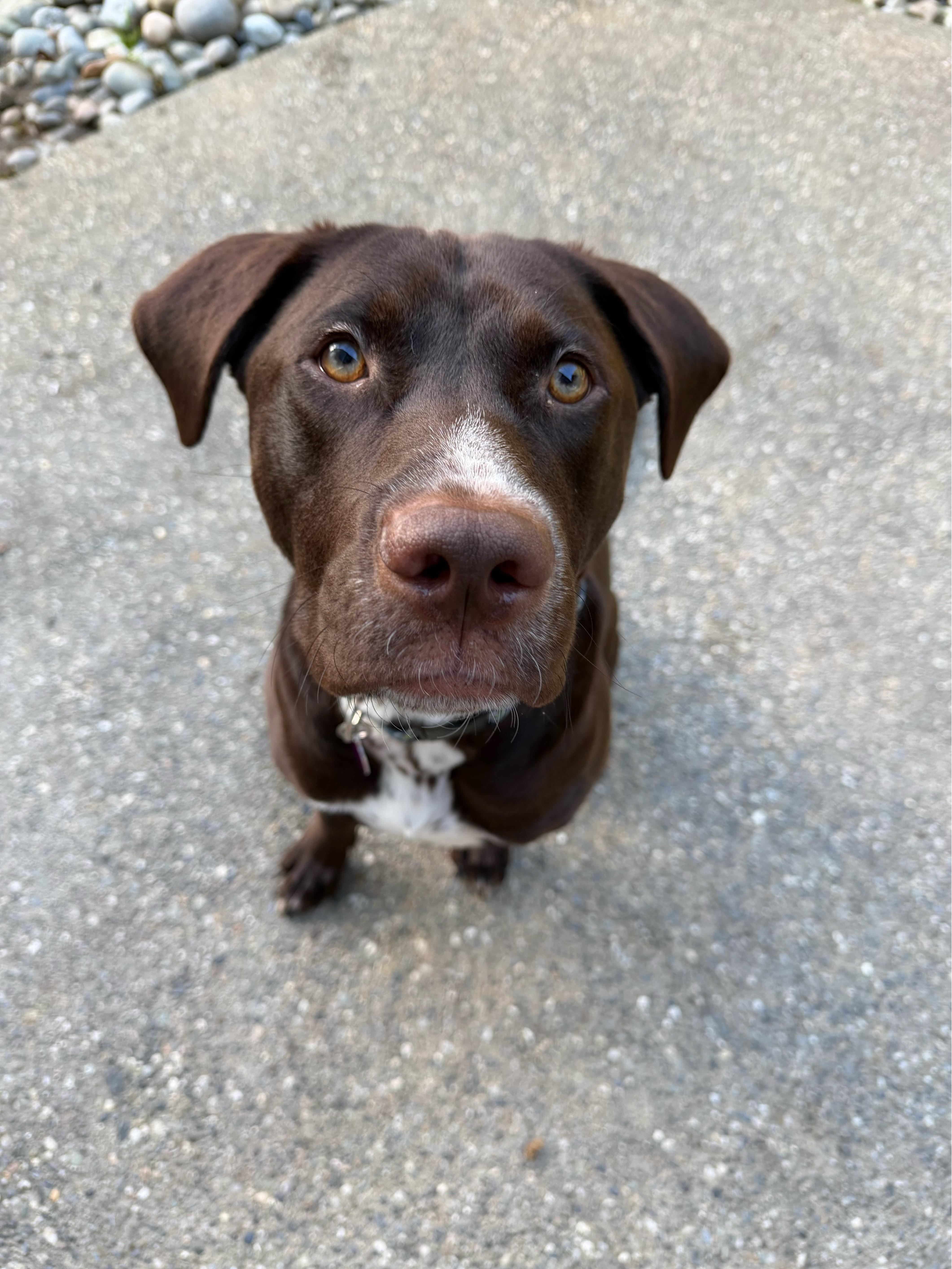Enlarge Brownie, a Adoptable mixed breed in lynnwood , WA image 2/4