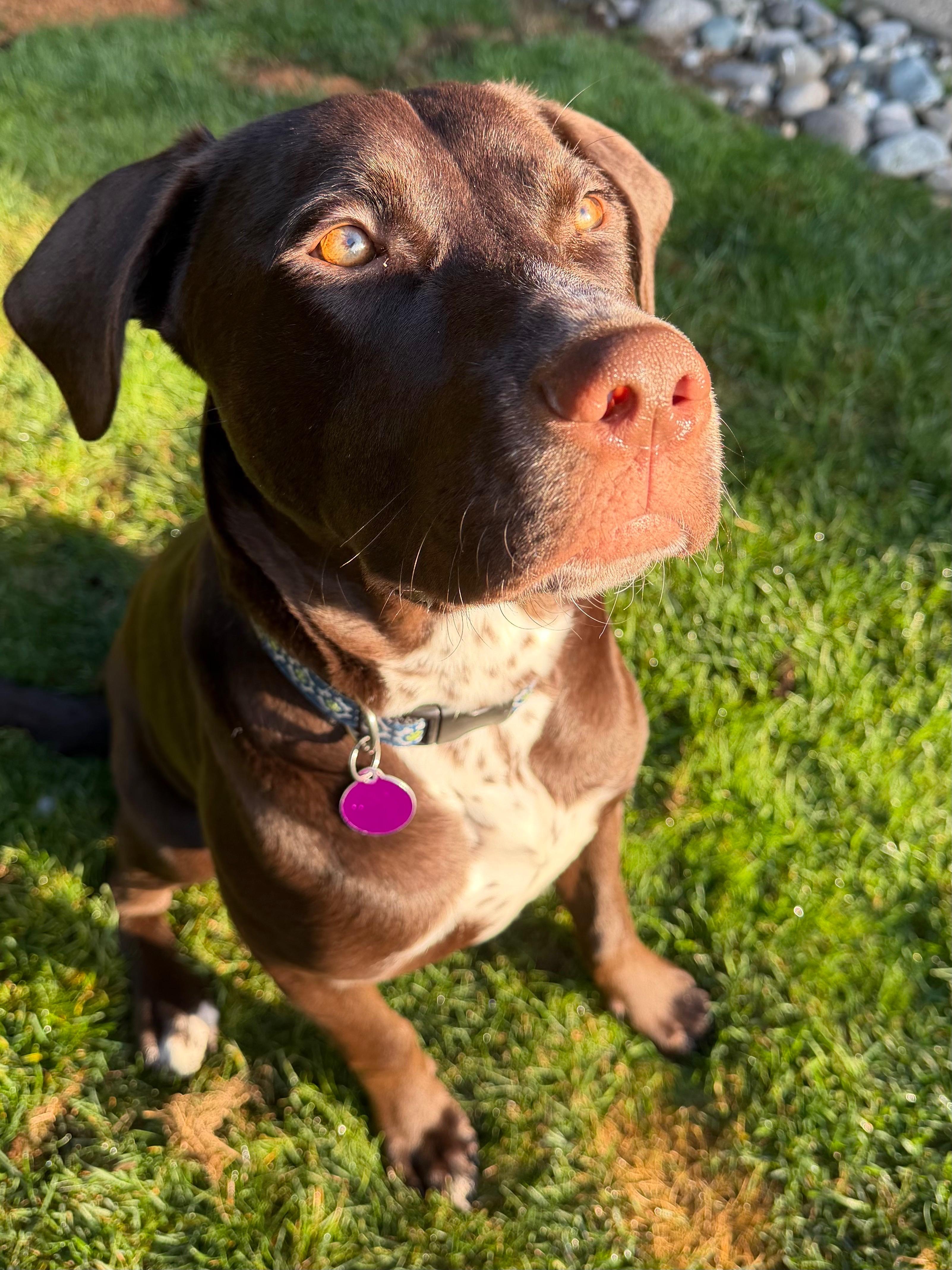 Enlarge Brownie, a Adoptable mixed breed in lynnwood , WA image 1/4