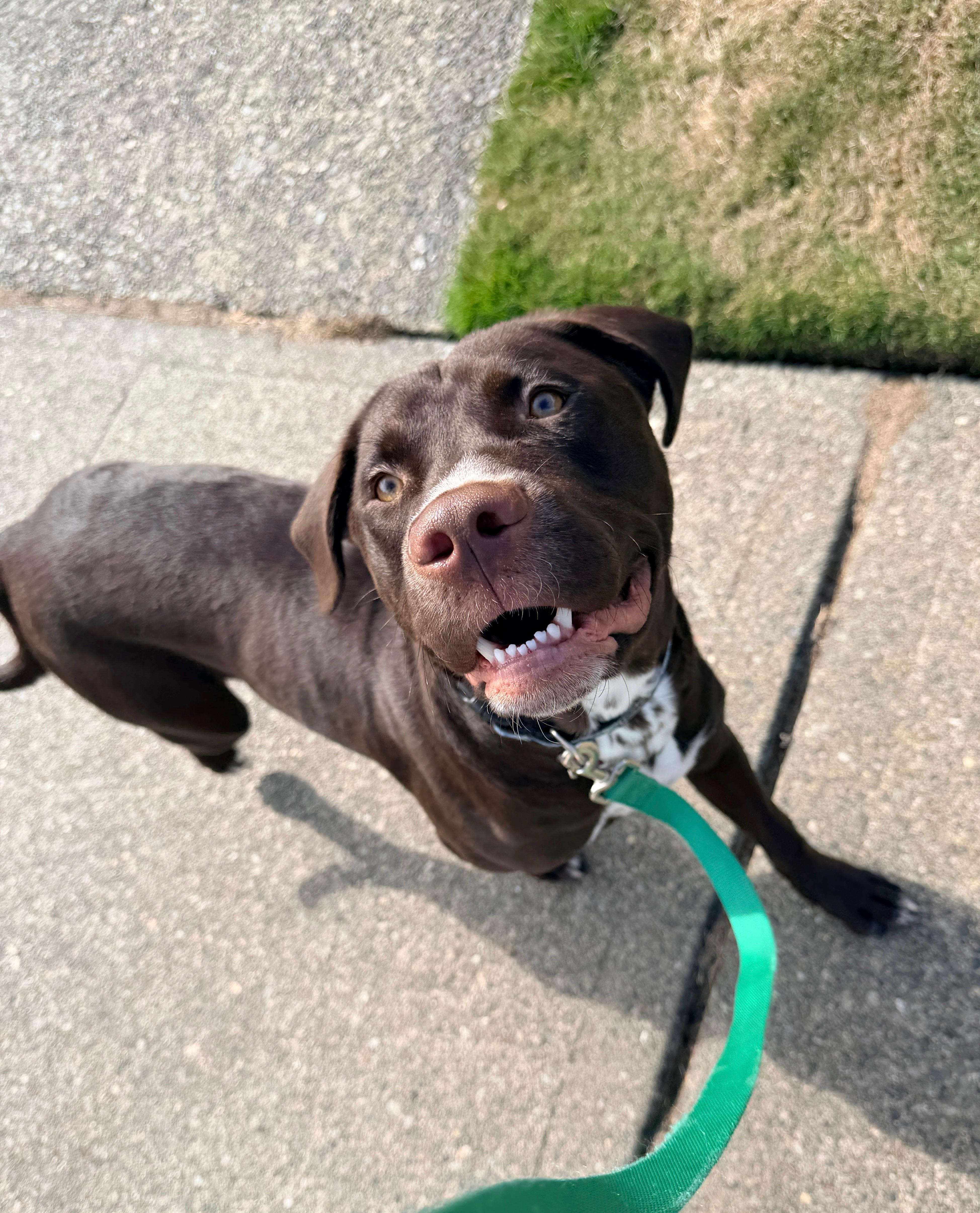 Enlarge Brownie, a Adoptable mixed breed in lynnwood , WA image 3/4