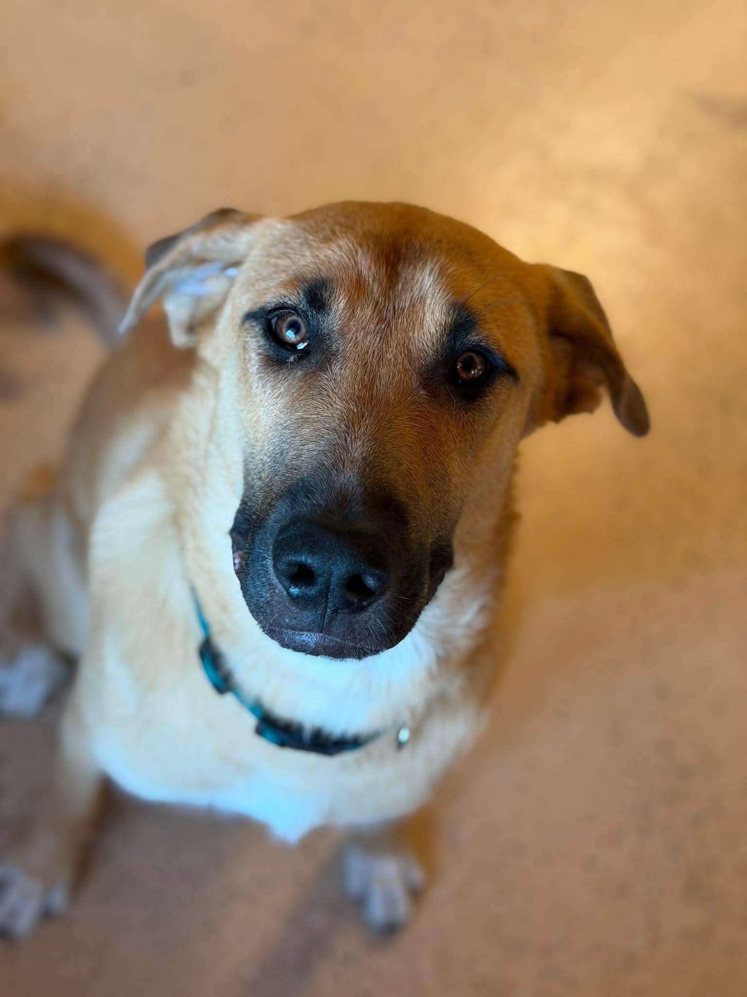 Chewbarka, a Adoptable mixed breed in ONeill, NE image 1/4
