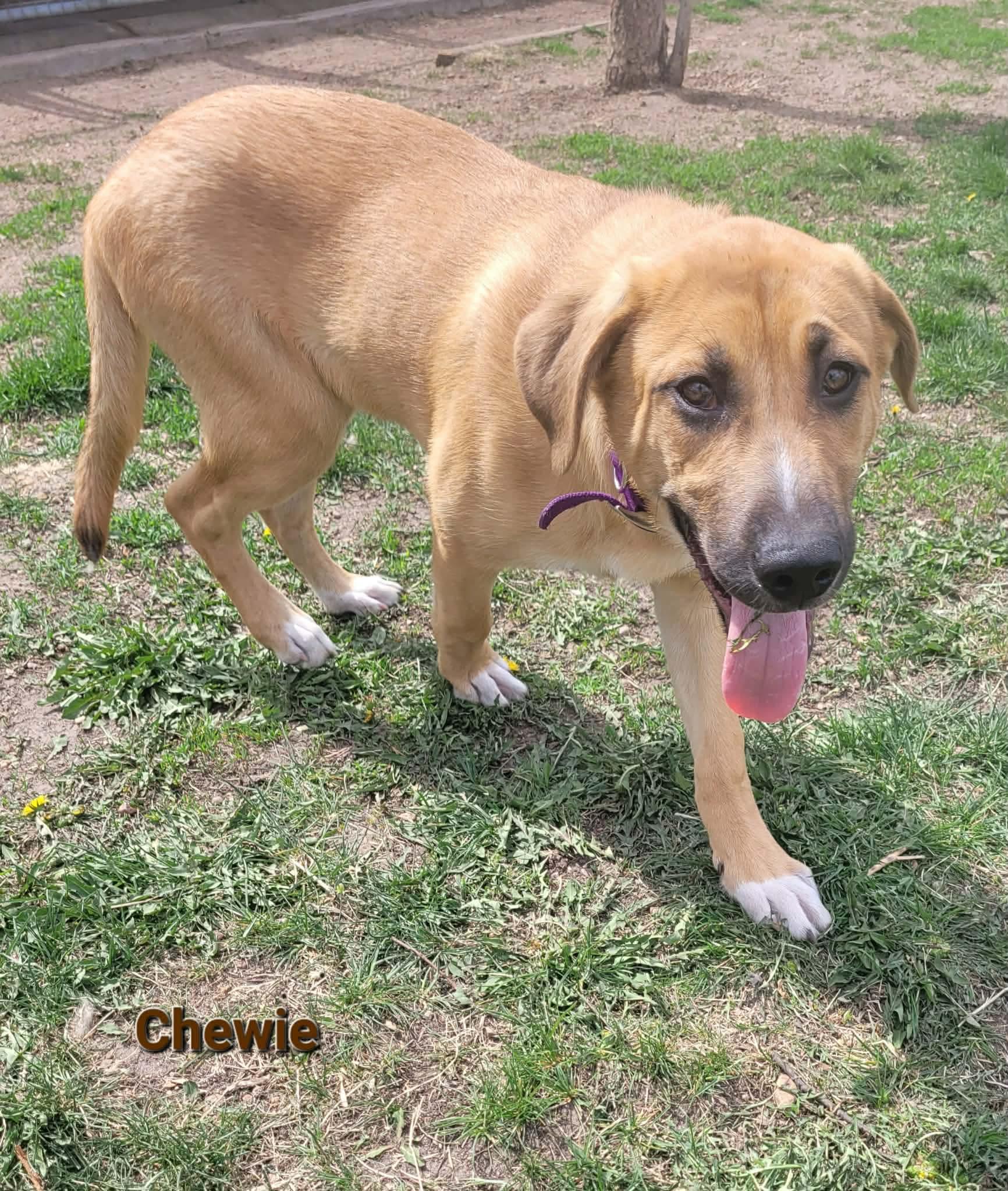 Chewbarka, Adoptable, Puppy Male Siberian Husky & Chow Chow.